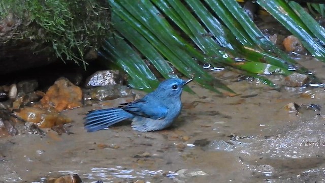 Pale Blue Flycatcher - ML612440322