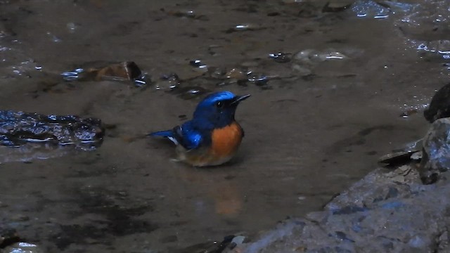 Blue-throated Flycatcher - ML612440330