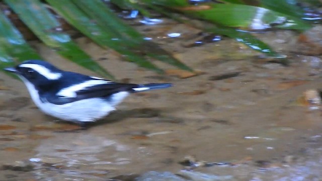 Little Pied Flycatcher - ML612440348