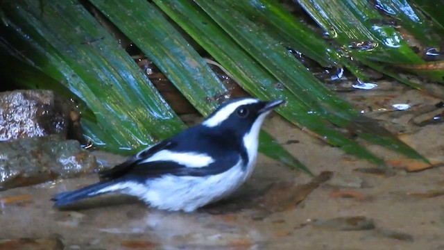 Little Pied Flycatcher - ML612440349