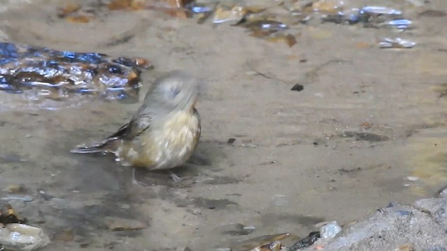 Snowy-browed Flycatcher - ML612440359