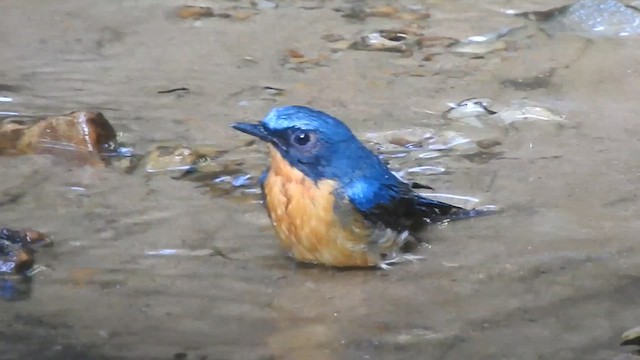 黃胸青鶲 - ML612440360