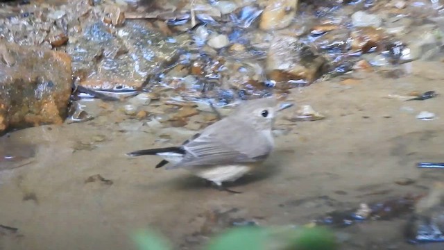 Taiga Flycatcher - ML612440395