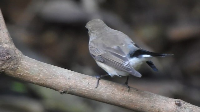 Taiga Flycatcher - ML612440396