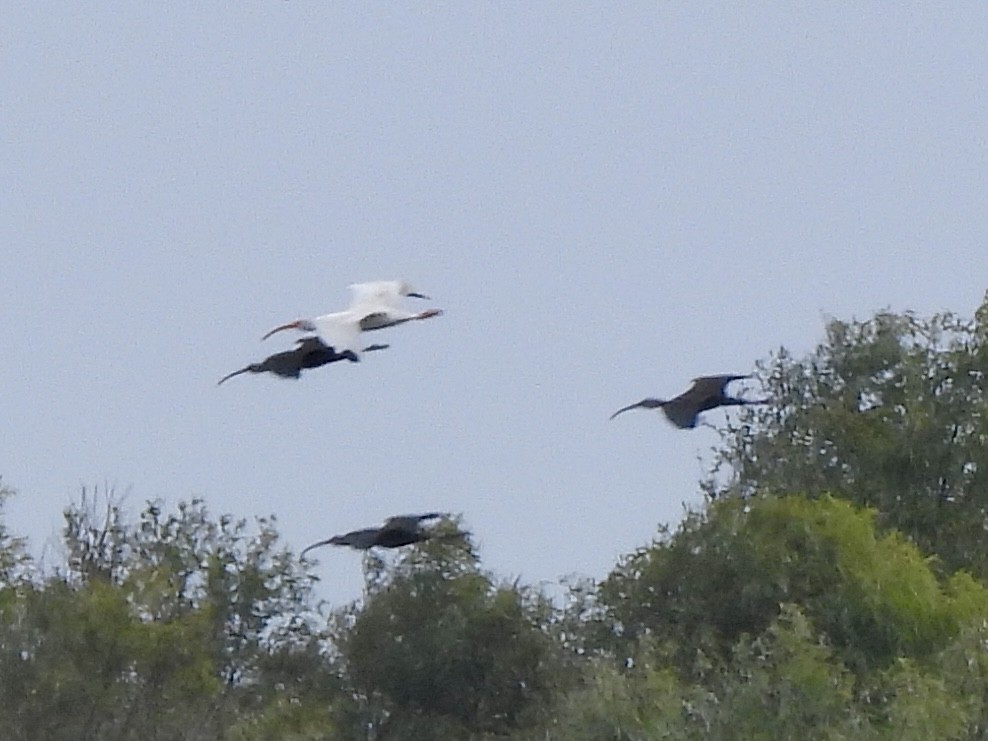 Glossy/White-faced Ibis - ML612440425