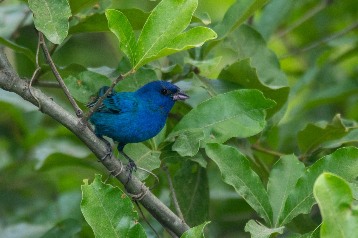 Indigo Bunting - ML612440524