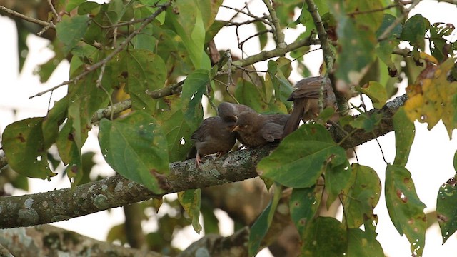 Turdoide Matorralero (grupo striata) - ML612440730