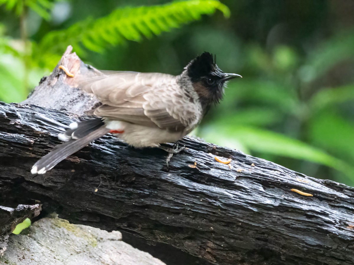 Red-vented Bulbul - ML612440736