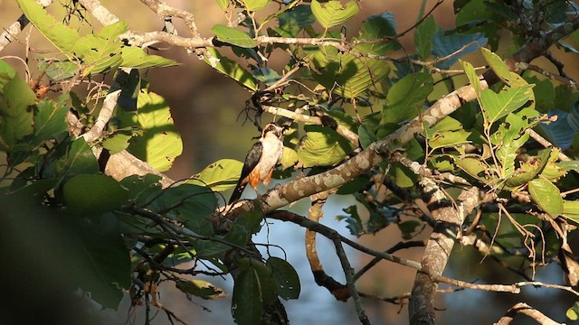 Collared Falconet - ML612440764