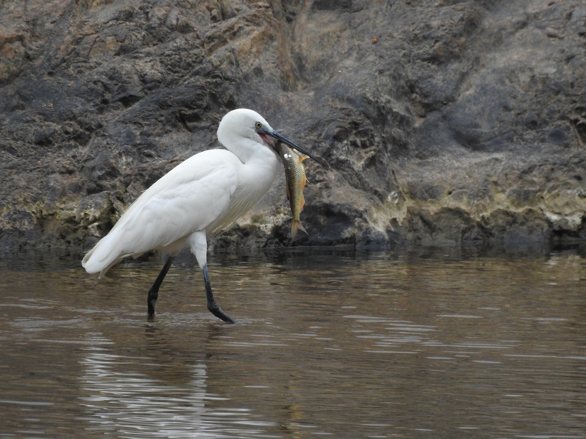 Little Egret - ML612440801