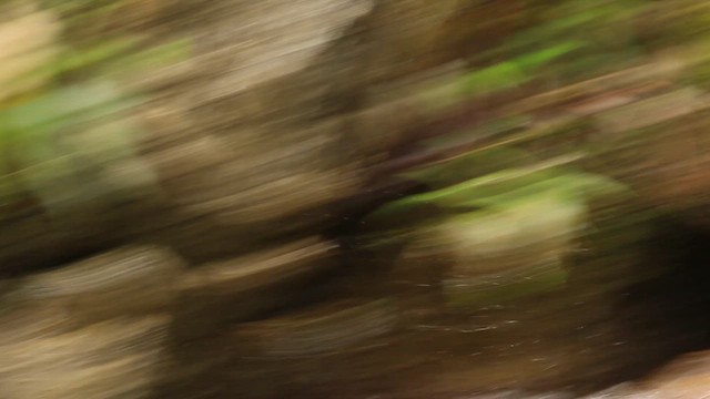 Plumbeous Redstart - ML612440812