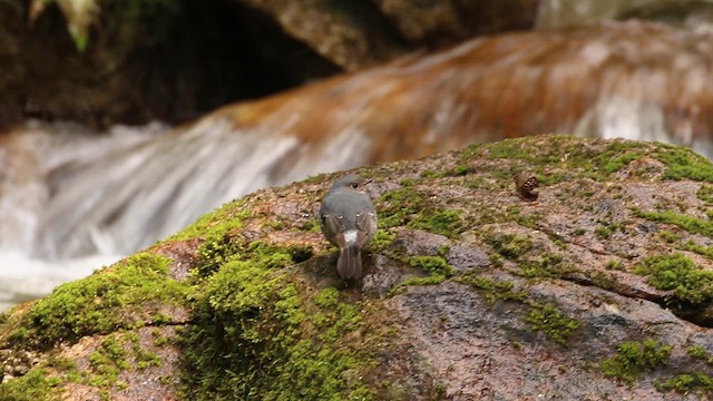 Plumbeous Redstart - ML612440813
