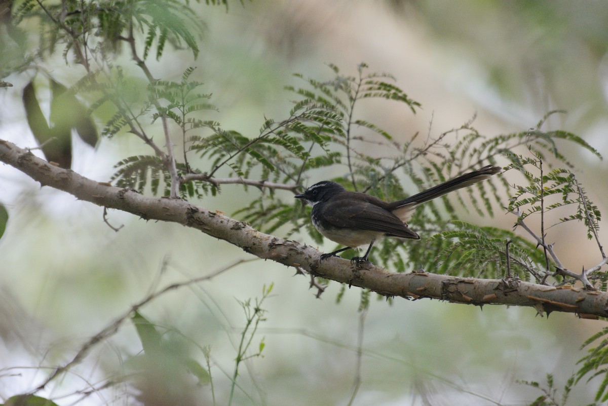 Spot-breasted Fantail - ML612440844