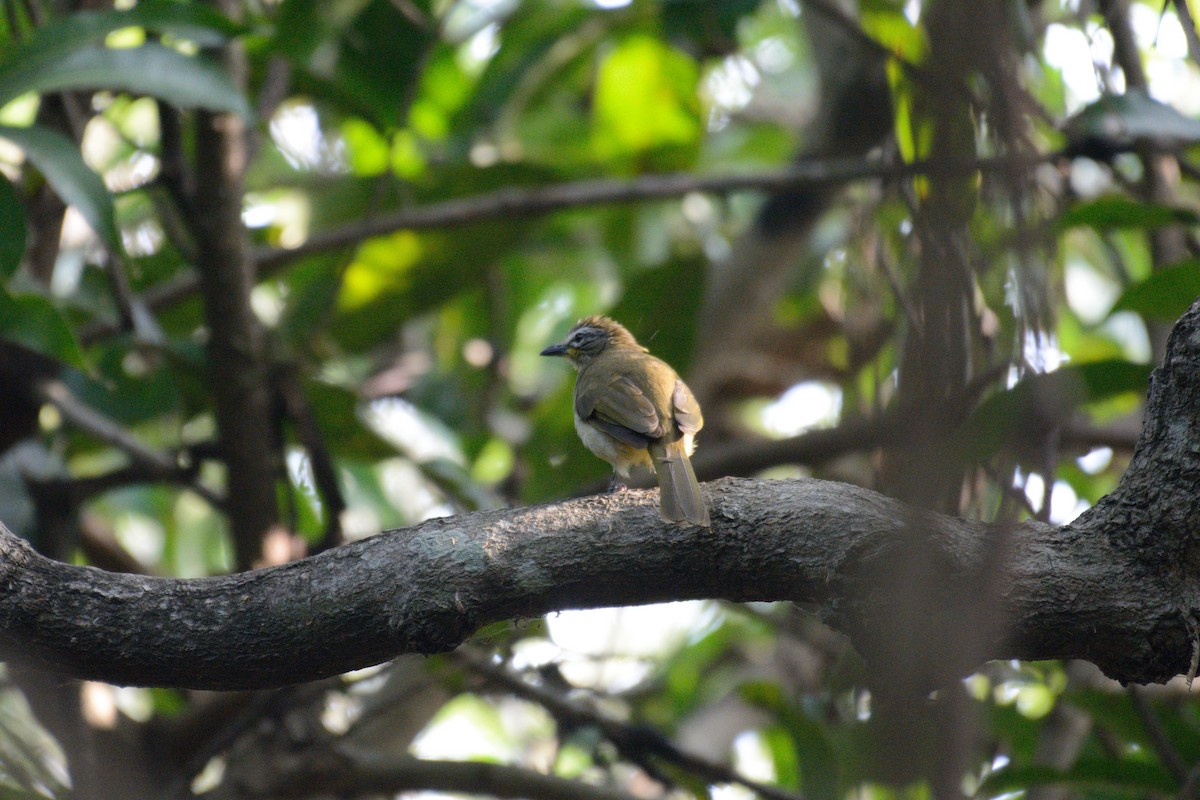 White-browed Bulbul - ML612440850