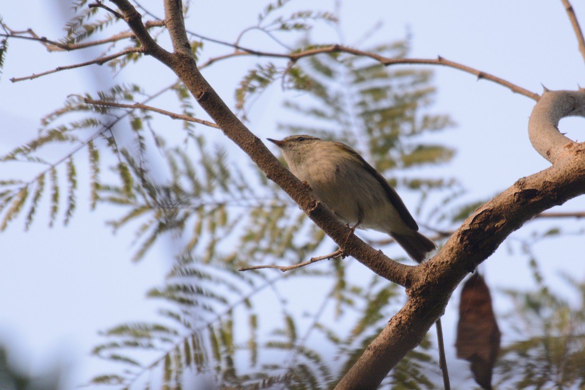 budníček pruhohlavý - ML612440853