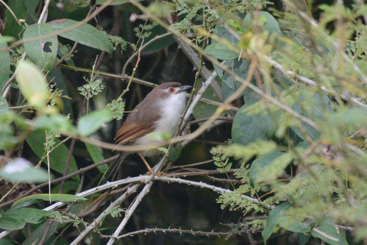 Yellow-eyed Babbler - ML612440859