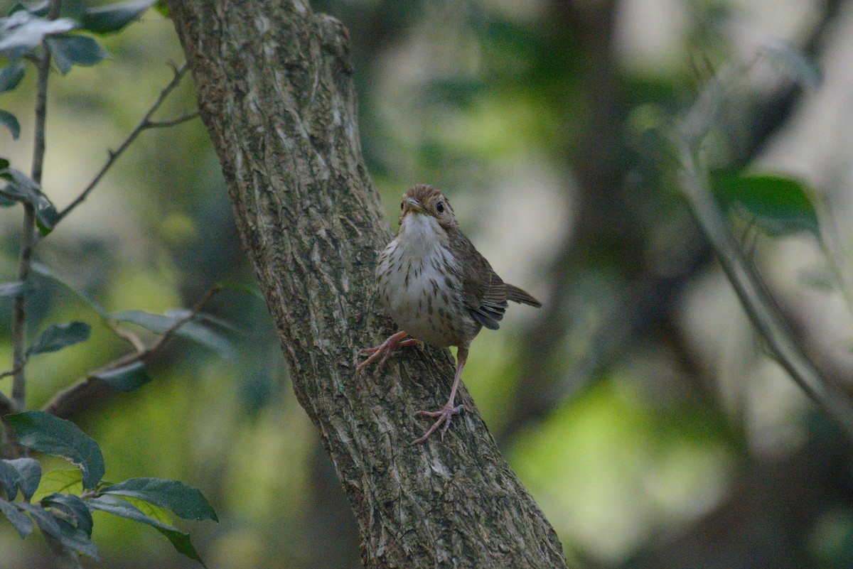 Puff-throated Babbler - ML612440862