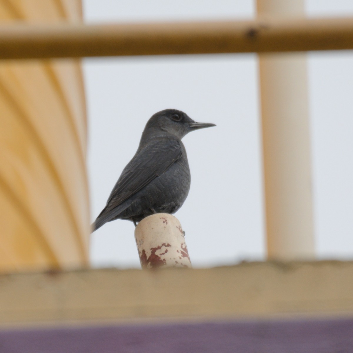 skalník modrý - ML612440885