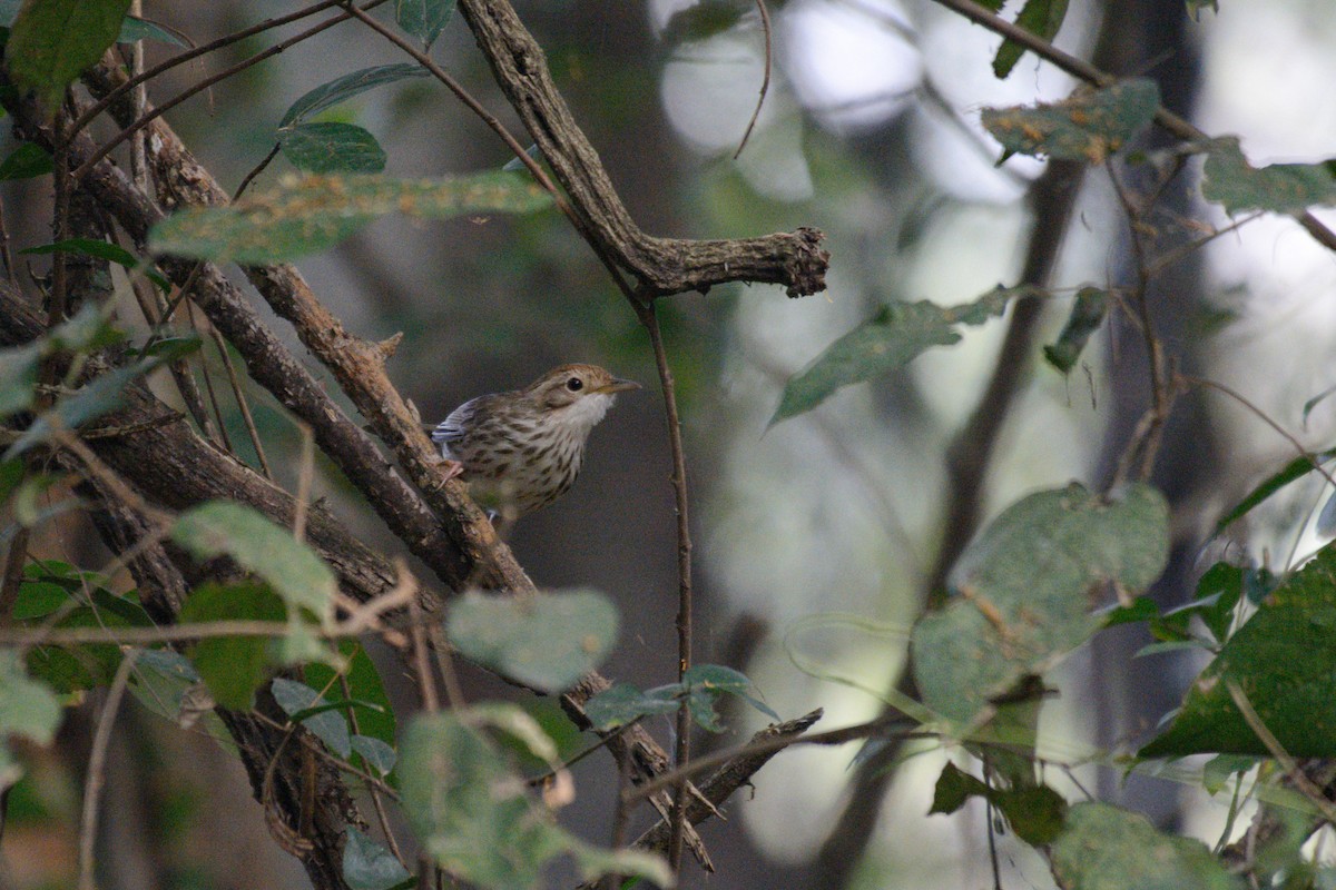Puff-throated Babbler - ML612440886