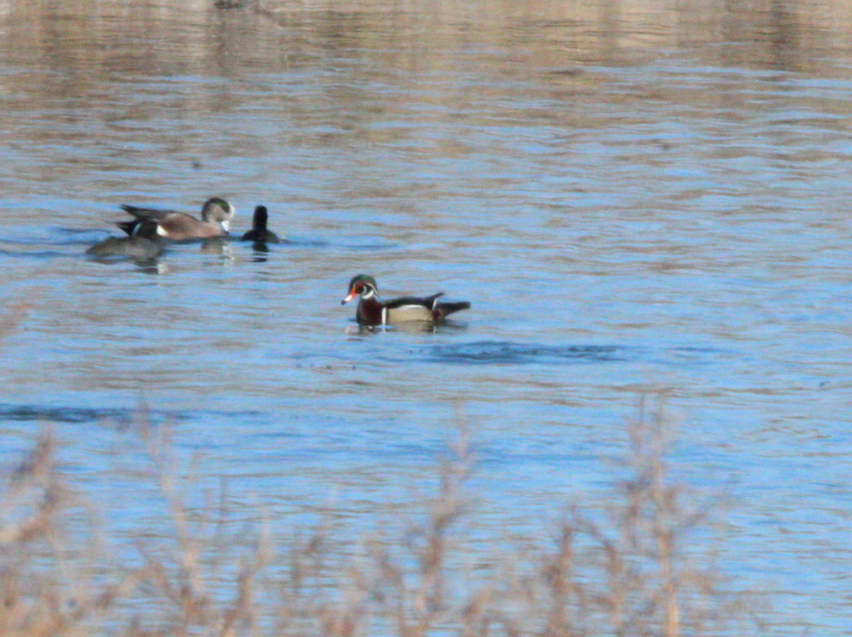 Wood Duck - ML612440916