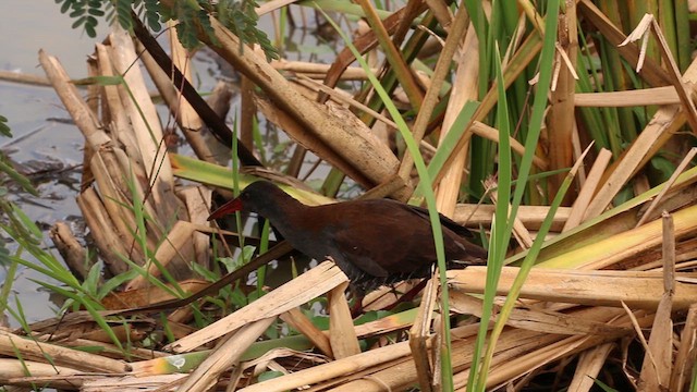 African Rail - ML612440932