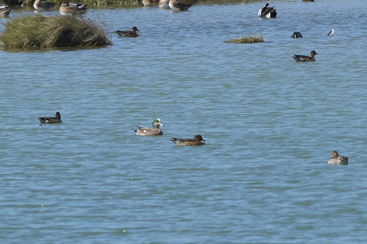 American Wigeon - ML612440947