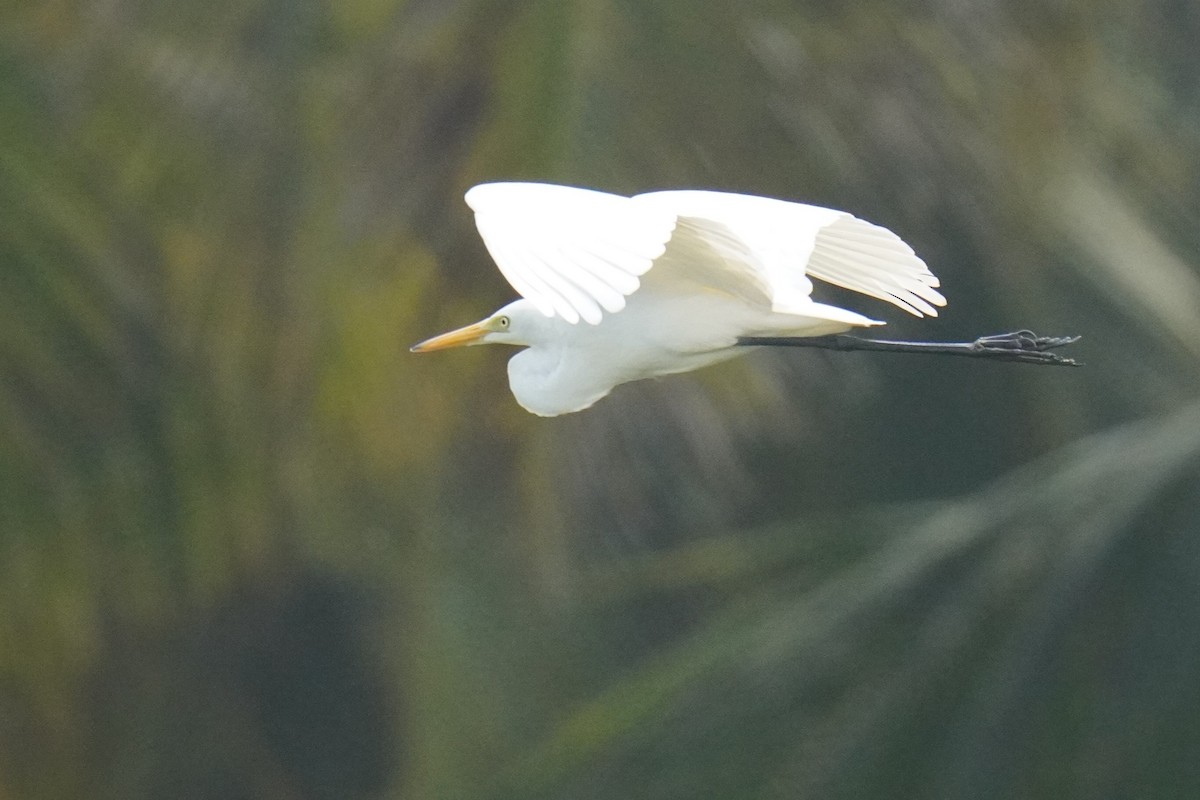 Medium Egret - ML612440972