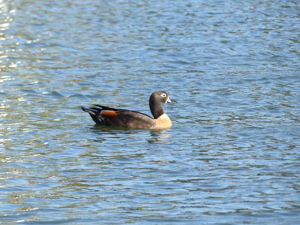 Australian Shelduck - Paul Weber