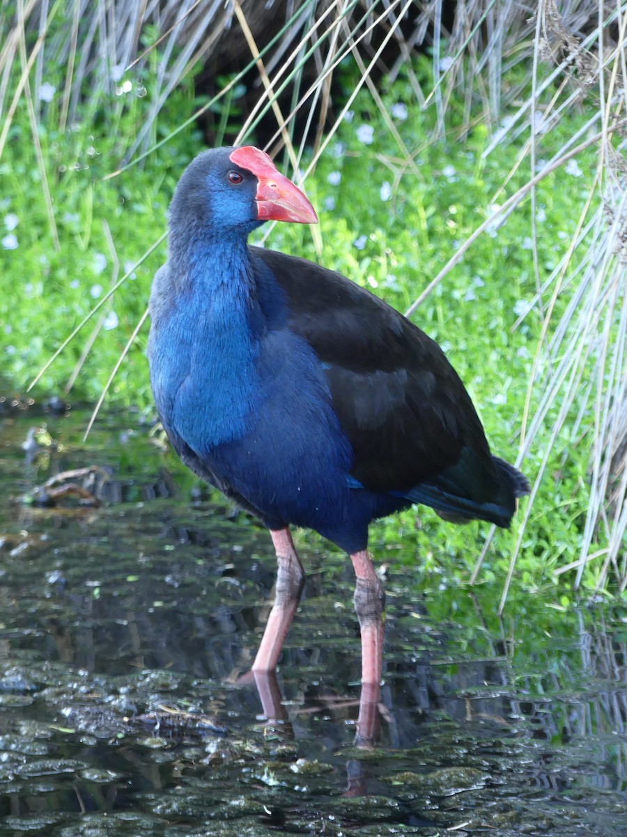 Australasian Swamphen - ML612441054