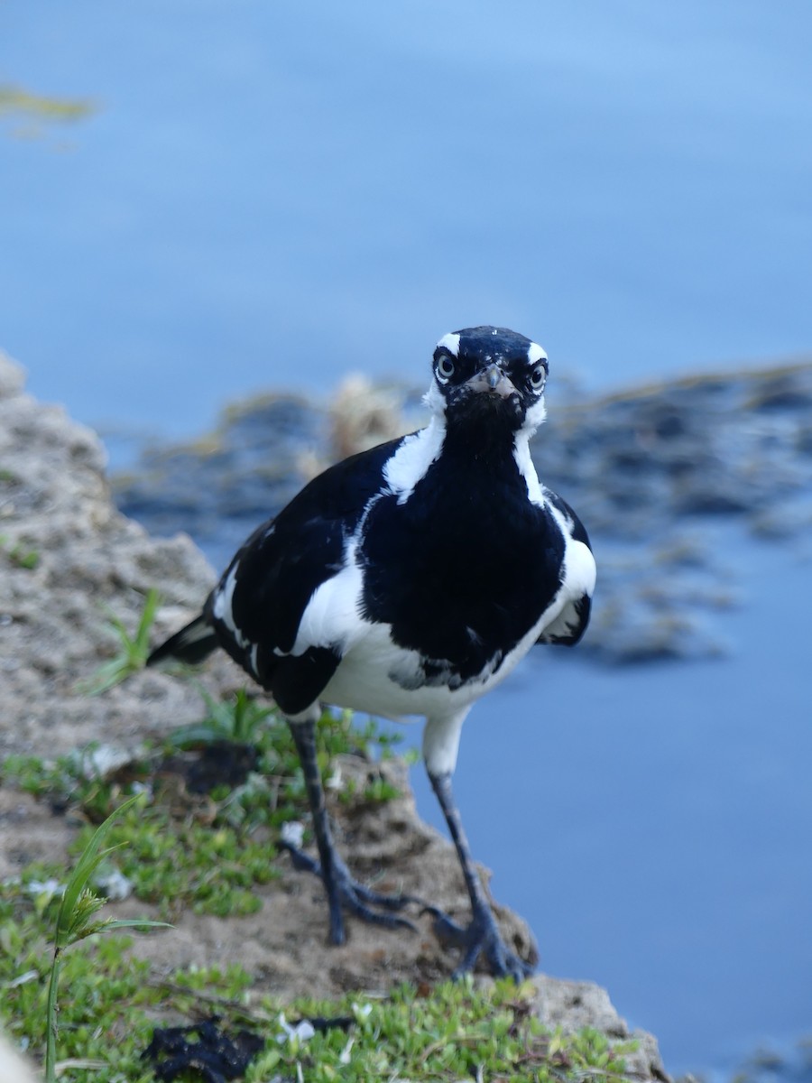 Magpie-lark - ML612441056