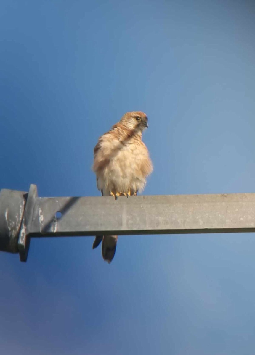 Nankeen Kestrel - ML612441087