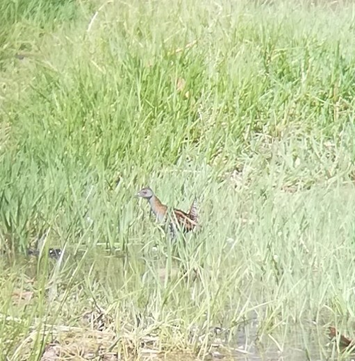 Baillon's Crake - ML612441088