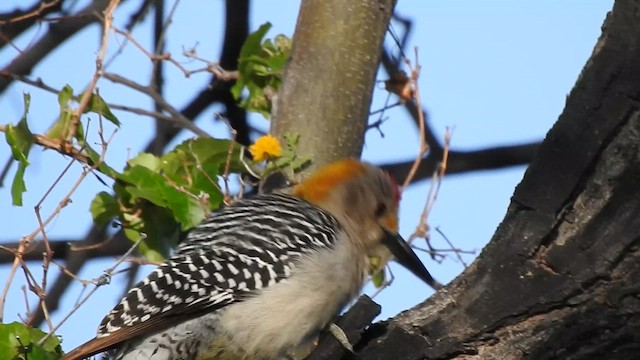 datel zlatočelý (ssp. aurifrons) - ML612441091