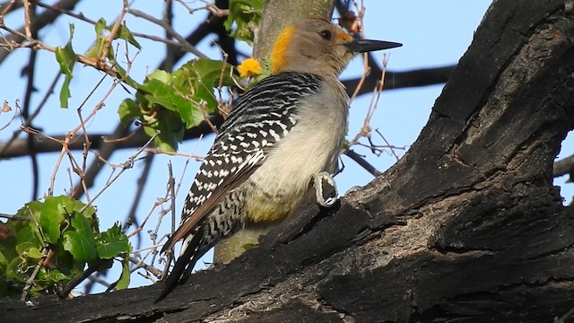 Carpintero Frentidorado (aurifrons) - ML612441092