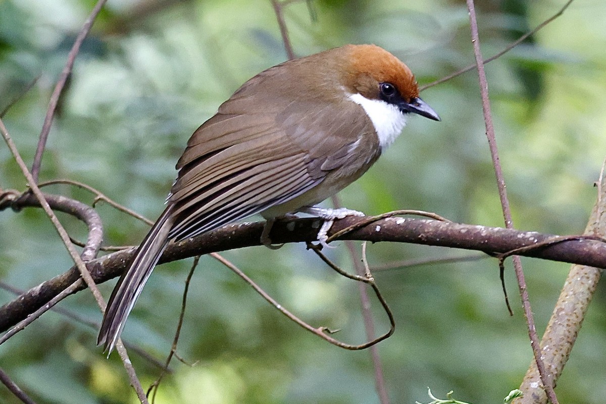 Rufous-crowned Laughingthrush - ML612441105