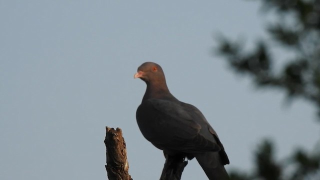 Red-billed Pigeon - ML612441146