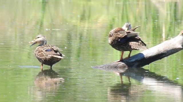 Canard brun (maculosa) - ML612441197