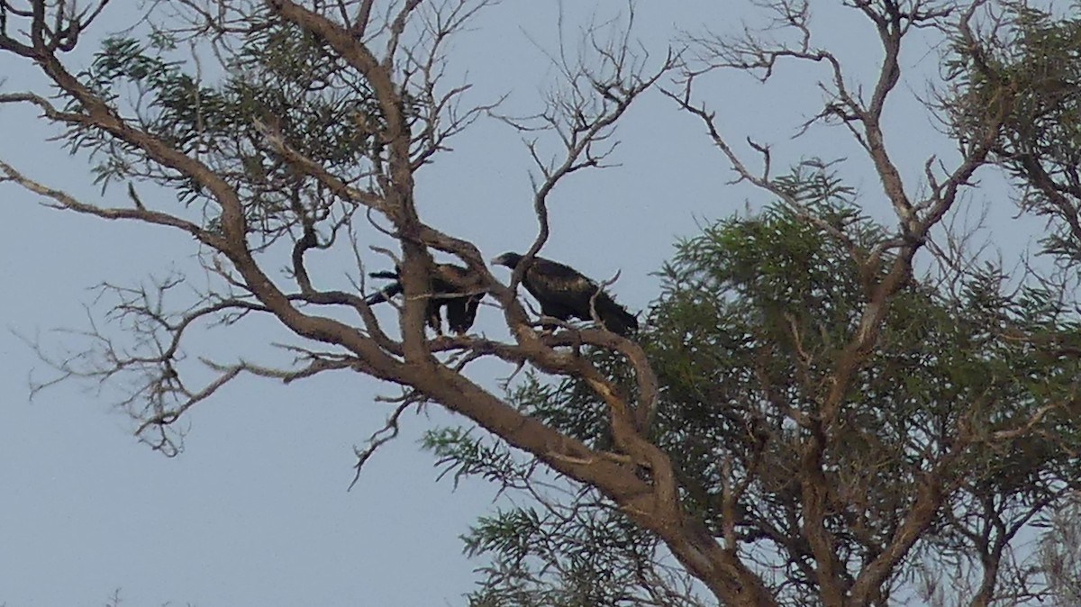 Wedge-tailed Eagle - ML612441201