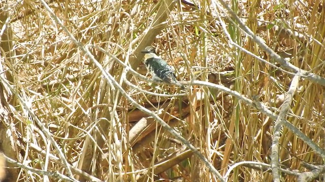 Martin-pêcheur vert - ML612441244