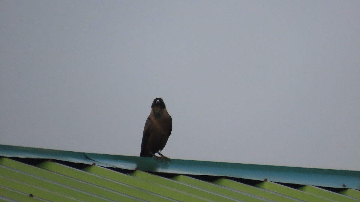 House Crow - ML612441251