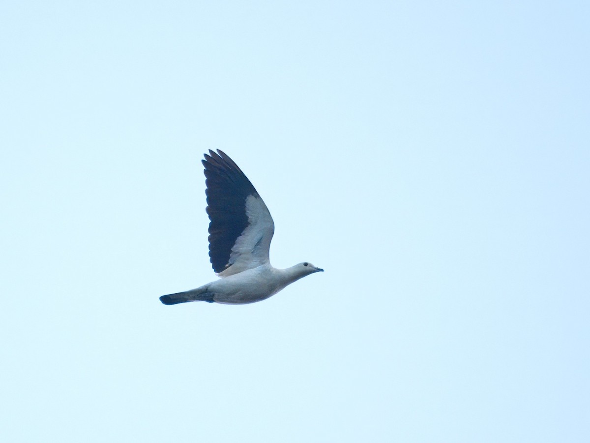 Pied Imperial-Pigeon - Evelyn Lee