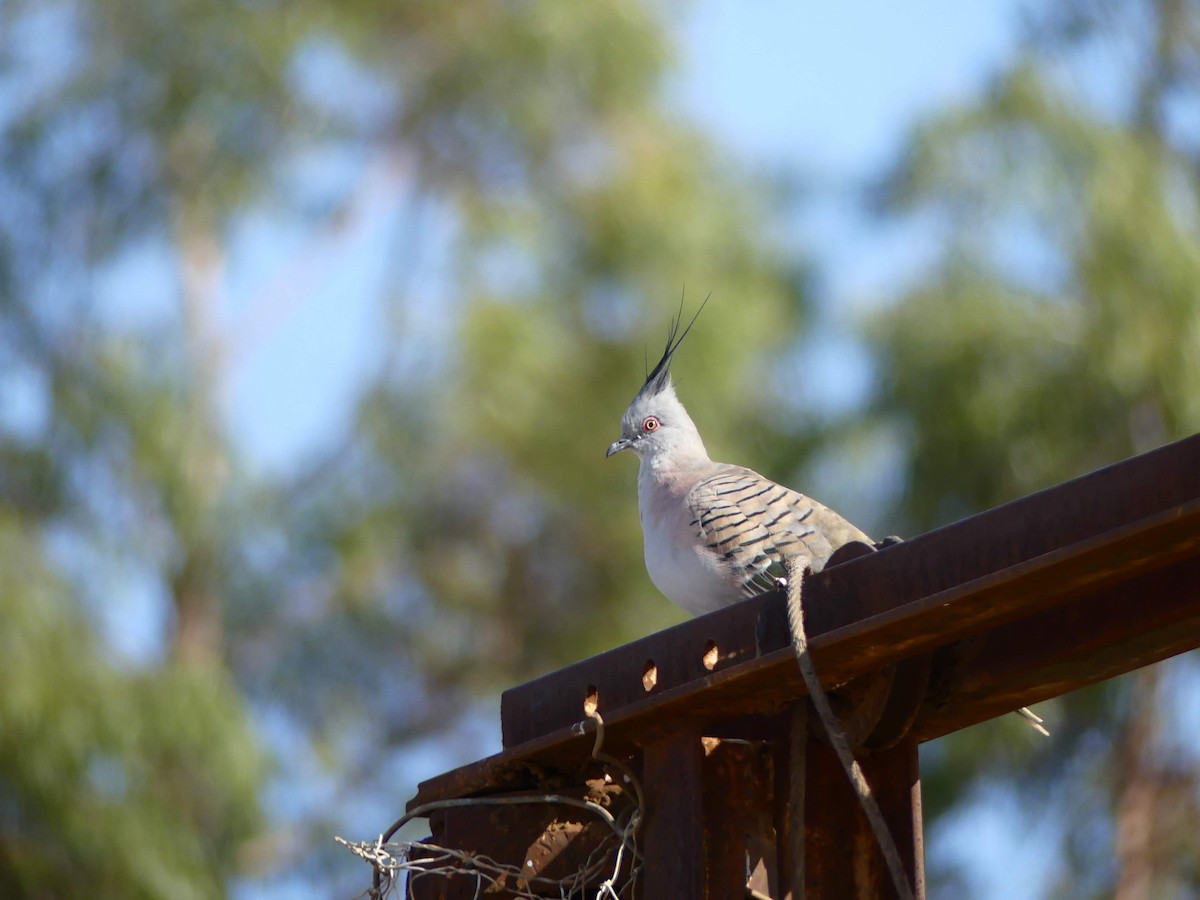 Crested Pigeon - ML612441299