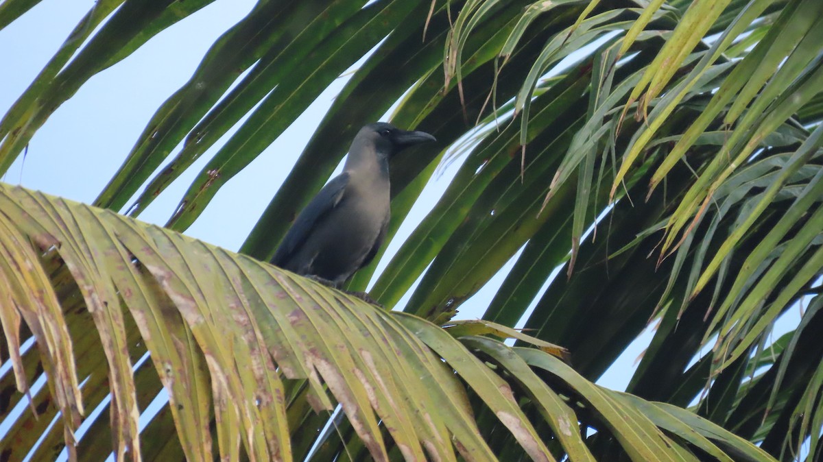 House Crow - ML612441446