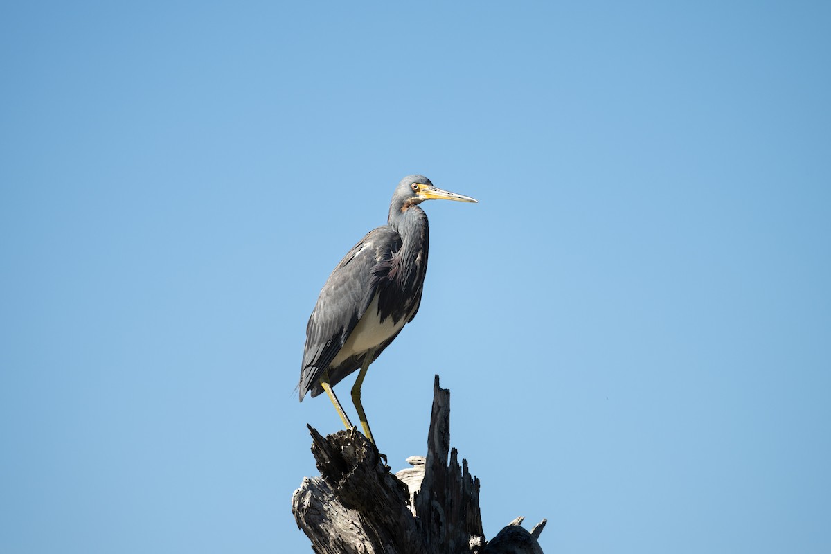 Tricolored Heron - ML612441465