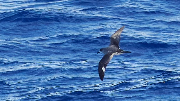 Petrel de las Juan Fernández - ML612441486