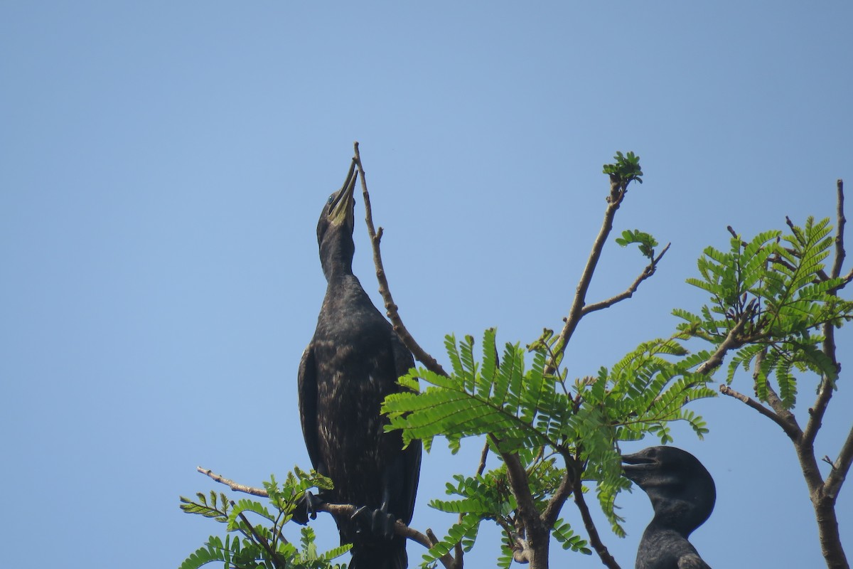 Indian Cormorant - Arnav Karnik