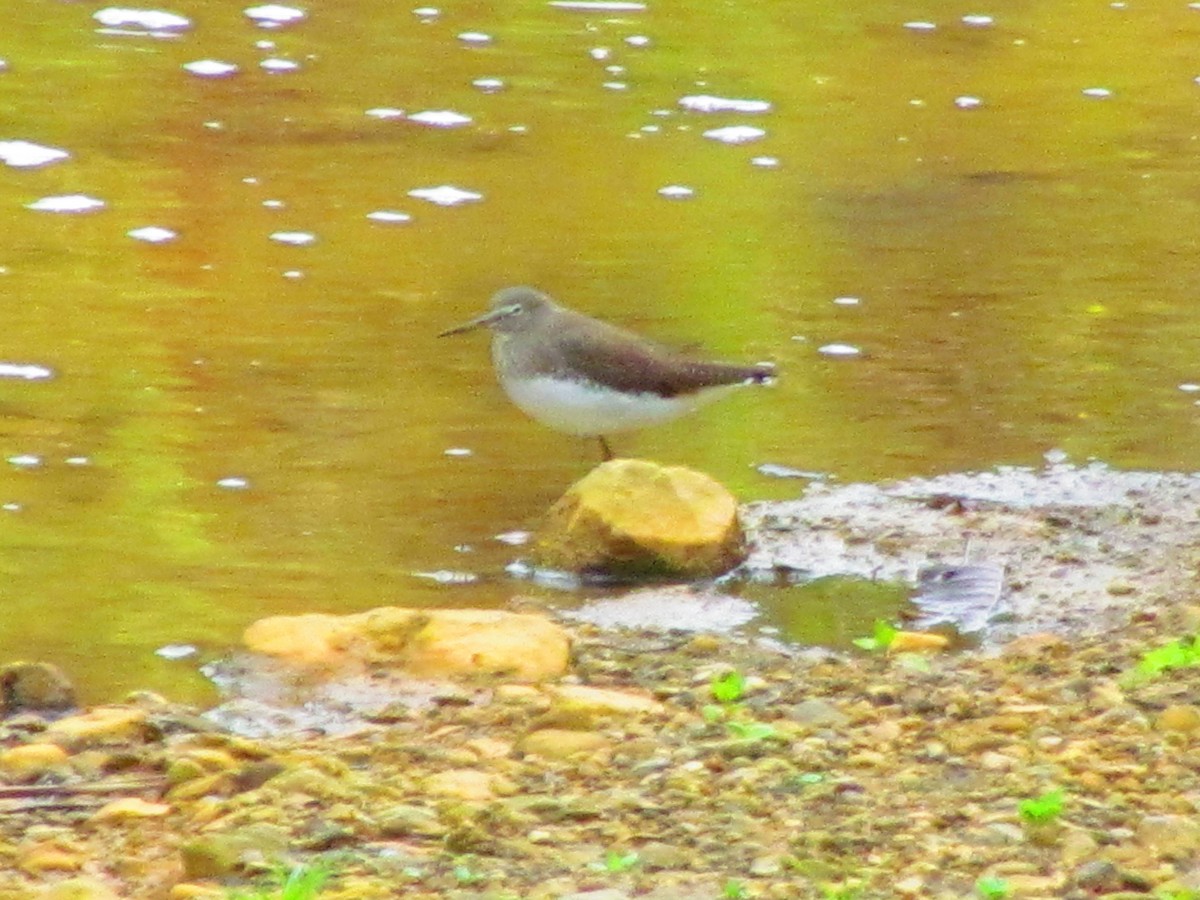 Green Sandpiper - ML612441619