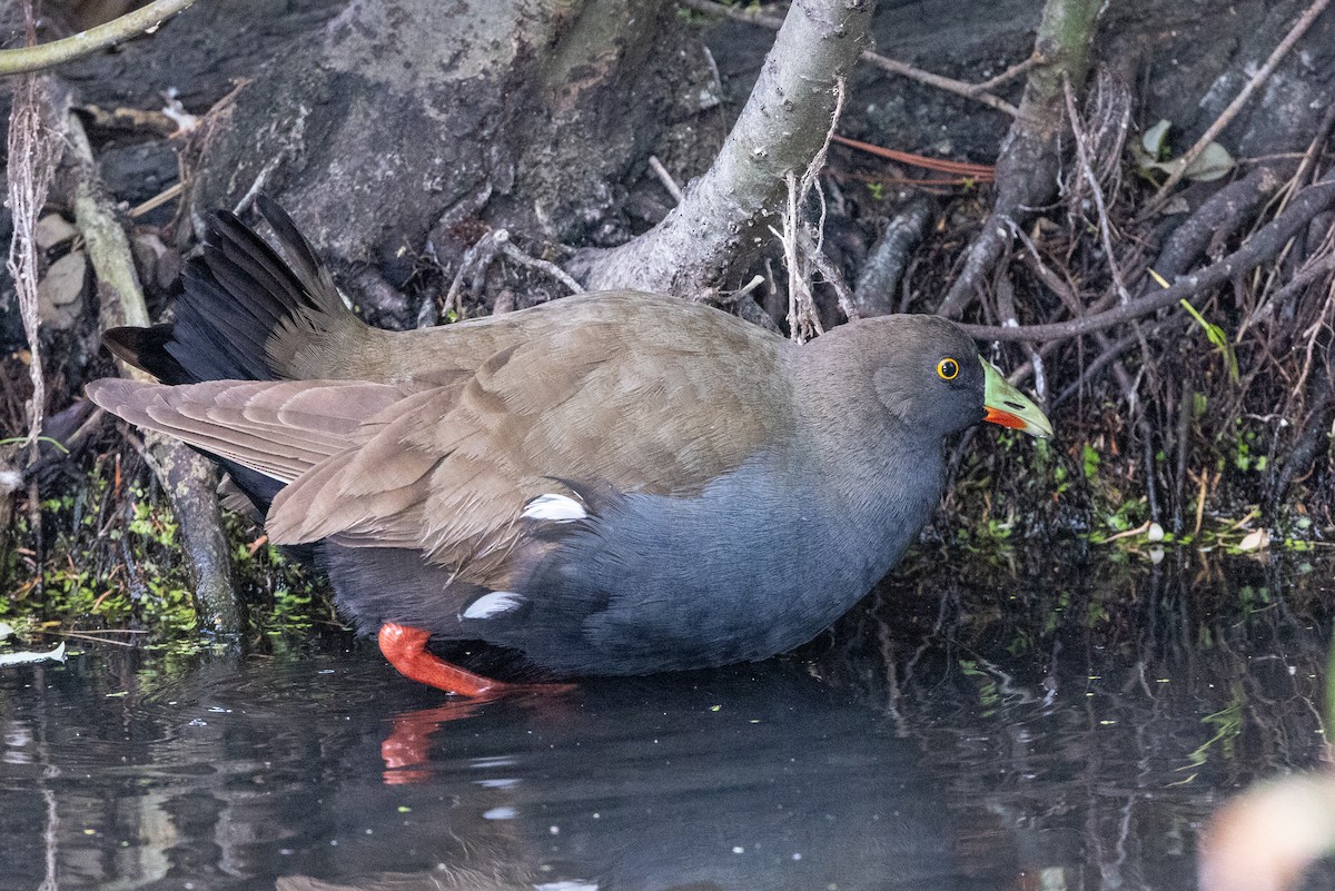 Rotfuß-Teichhuhn - ML612441655