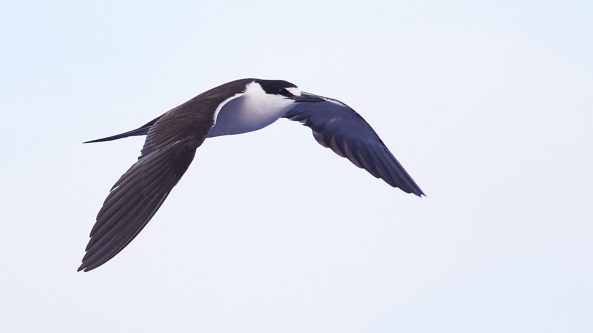 Sooty Tern - ML612441665