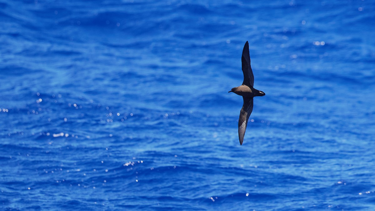 Puffin de la Nativité - ML612441667